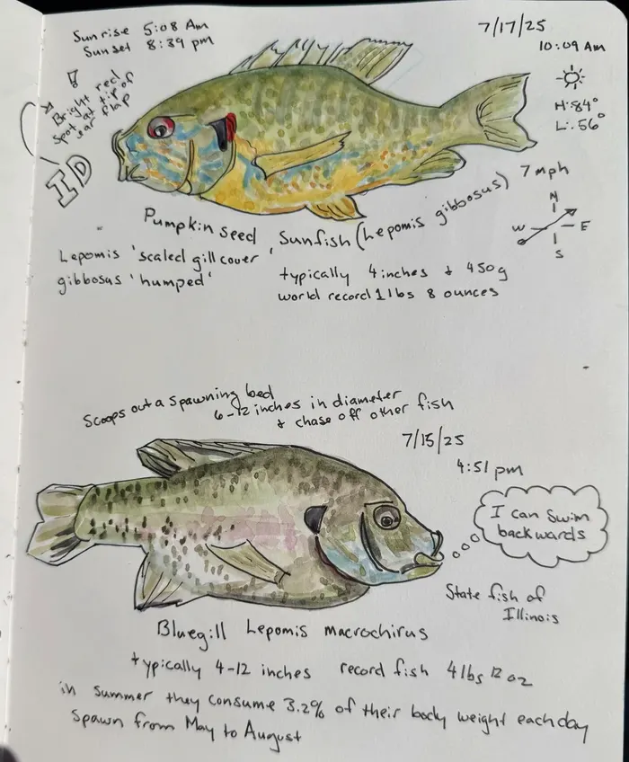 Journal page with watercolor sketches of a pumpkinseed sunfish and a bluegill, with identification notes, weather, and size records for both species