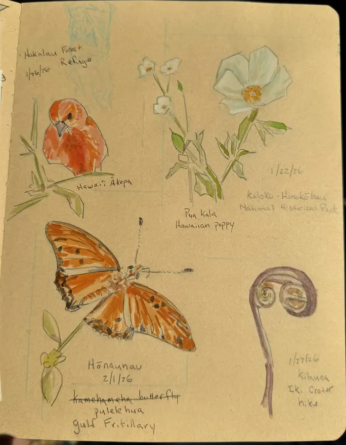 Journal page with watercolor sketches of a Hawaiʻi ʻākepa bird, a pua kala Hawaiian poppy, a Gulf fritillary butterfly, and an unfurling fern frond, each labeled with location and date