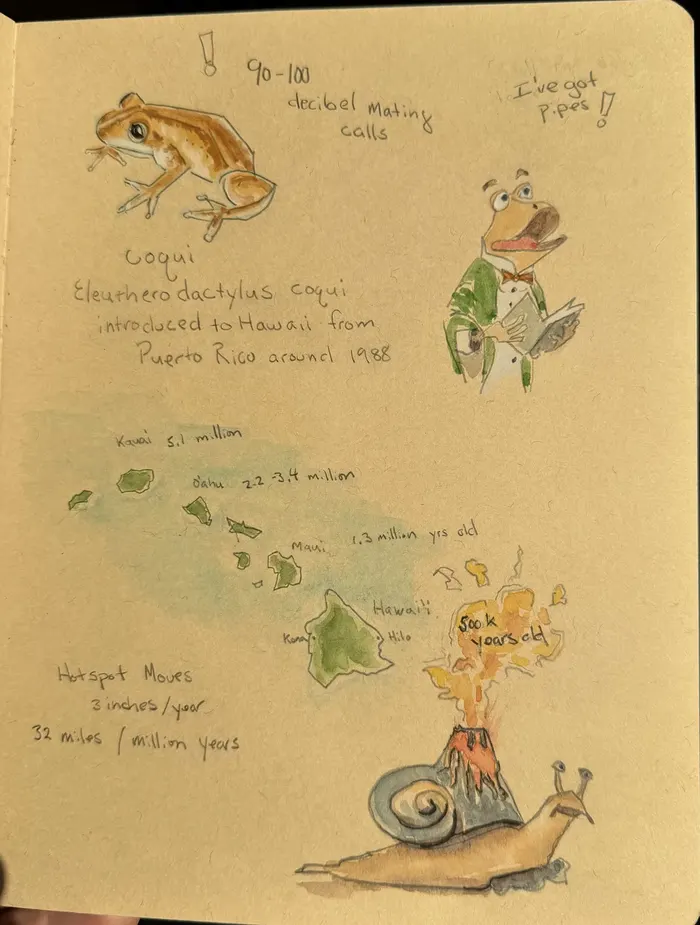 Journal page with a watercolor sketch of a coqui frog, a cartoon frog singing, and a hand-drawn map of the Hawaiian islands with hotspot geology notes
