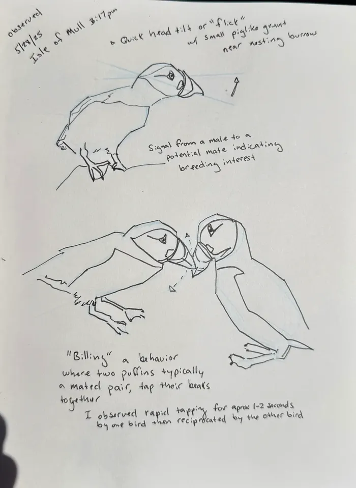Journal page with two ink-and-watercolor sketches of Atlantic puffins on the Isle of Mull: one head-tilt display near a nesting burrow, and two puffins bill-tapping in a behavior called billing