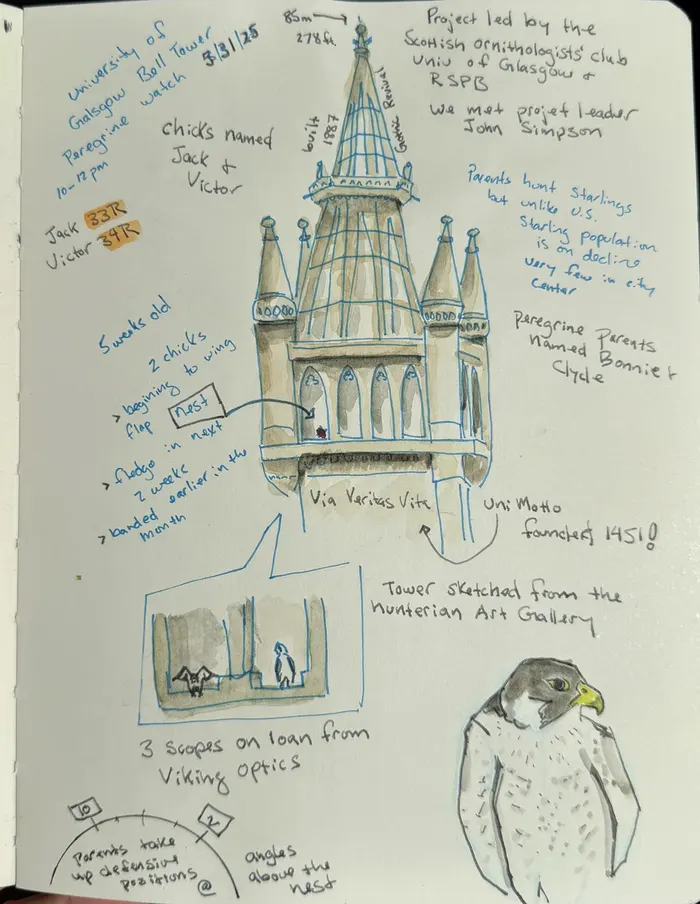 Journal page with a watercolor sketch of the University of Glasgow bell tower, a peregrine falcon chick, and notes from a peregrine watch including chick names Jack and Victor and nest details