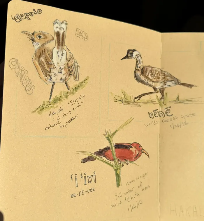 Journal page with watercolor sketches of three Hawaiian forest birds: an ʻelepaio flycatcher, a nēnē goose, and an ʻiʻiwi honeycreeper, with names in Hawaiian and short field notes