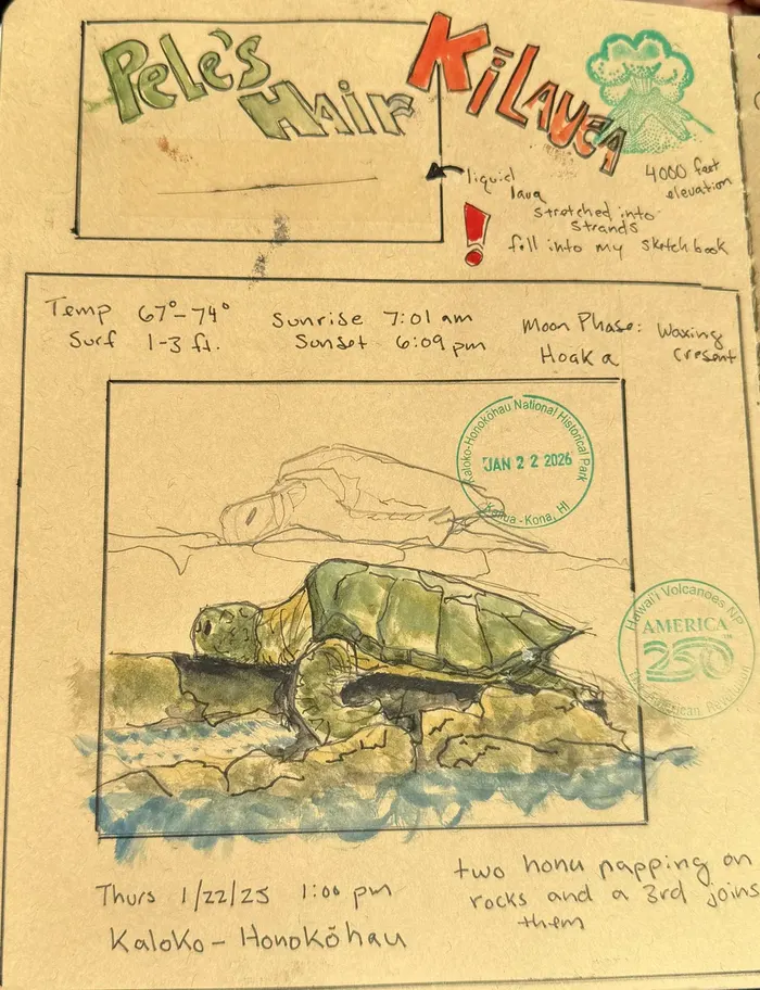 Journal page with a watercolor and ink sketch of a honu, a Hawaiian green sea turtle, resting on lava rocks, with a national park stamp and tide and moon phase notes